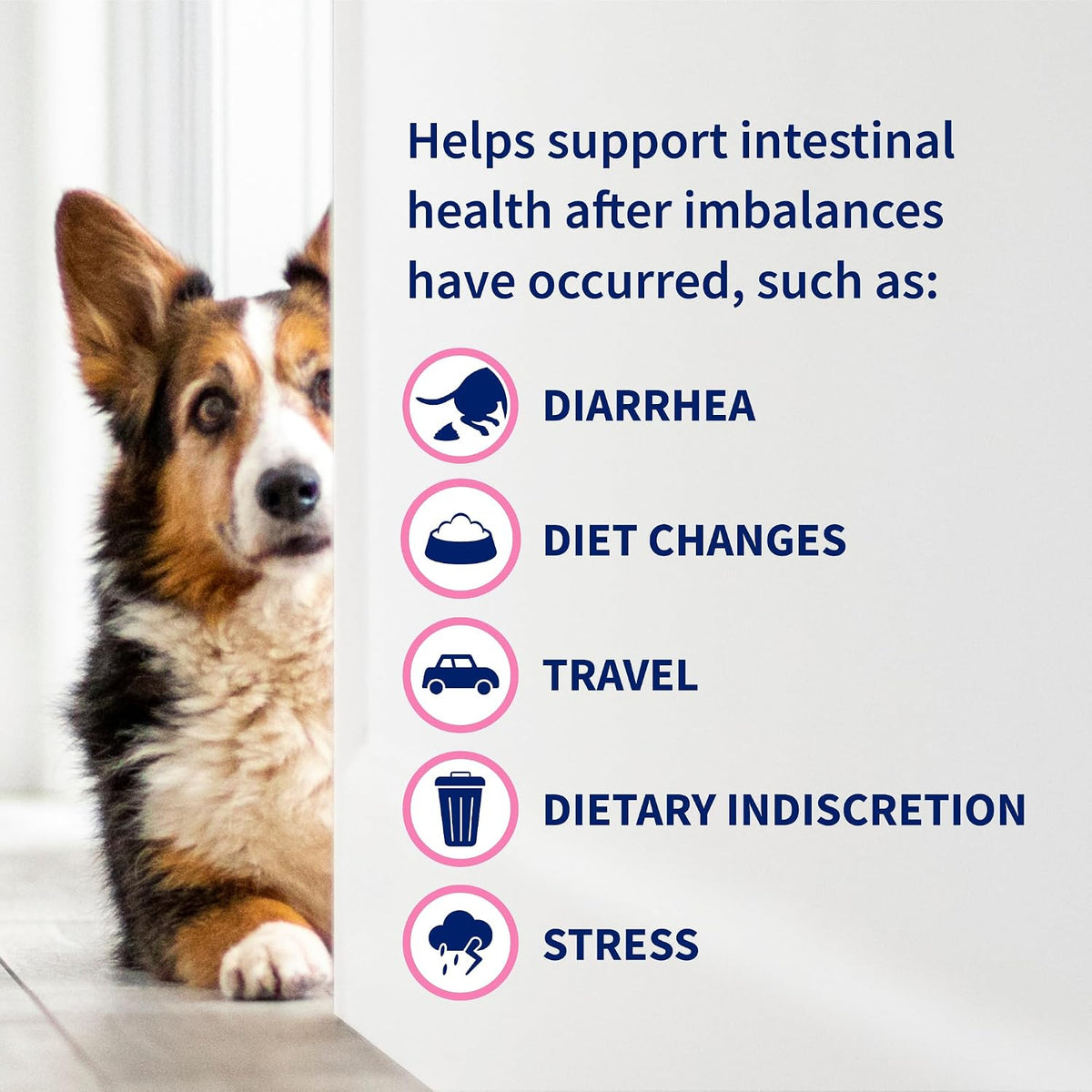 Nutramax Proviable Digestive Health Supplement Kit – Multi-Strain Probiotics & Prebiotics for Cats and Small Dogs – 15 ml Paste & 10 Capsules for Optimal Gut Health