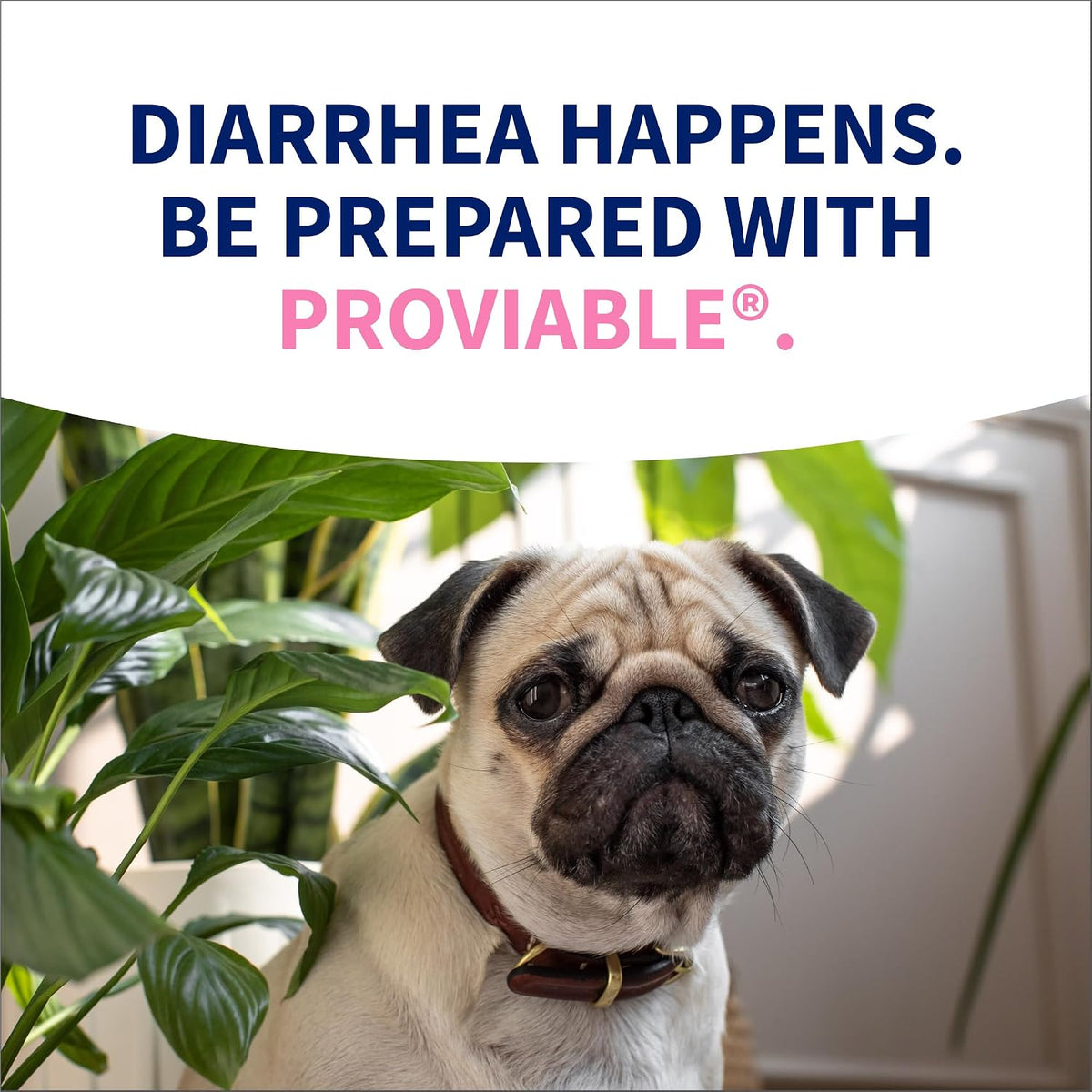 Nutramax Proviable Digestive Health Supplement Kit – Multi-Strain Probiotics & Prebiotics for Cats and Small Dogs – 15 ml Paste & 10 Capsules for Optimal Gut Health